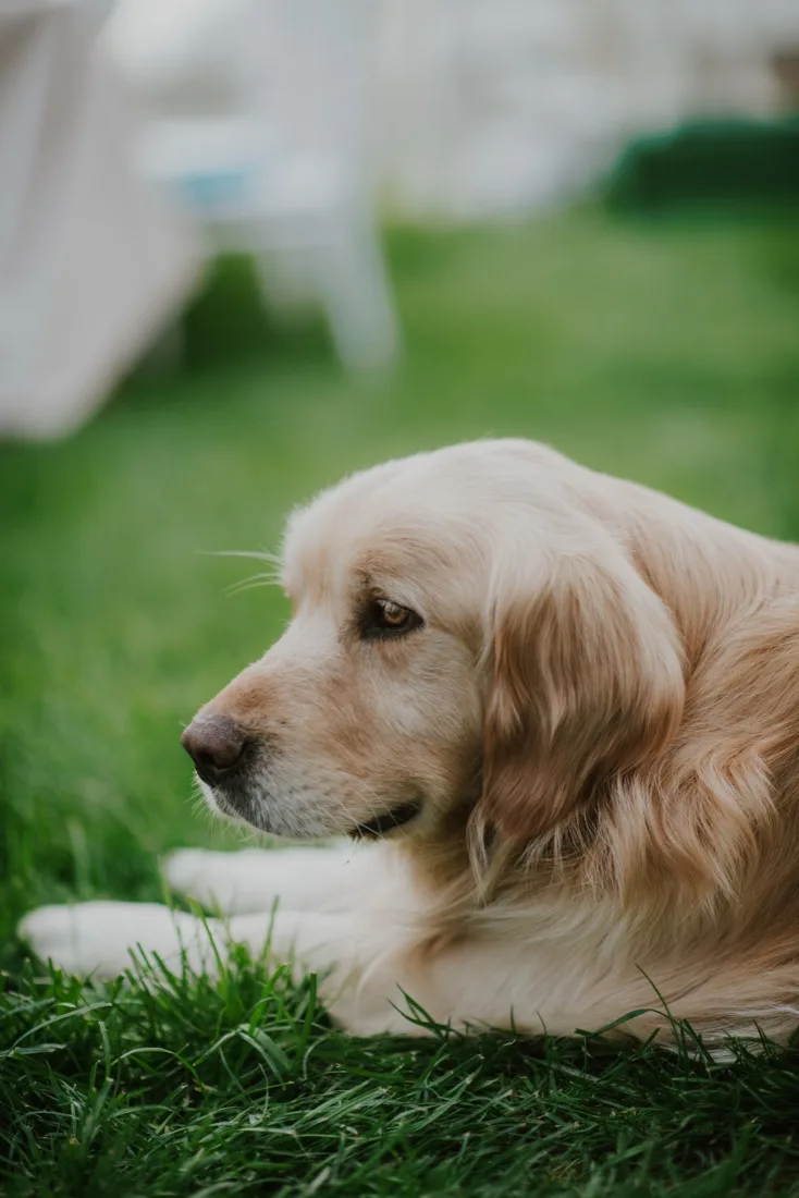 A photo of a golden retriever