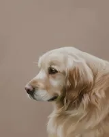 Golden retriever portrait in Modern style
