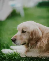 Golden retriever source photo